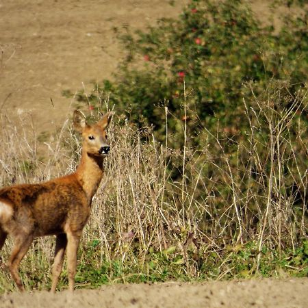 Rekreacne Zariadenie Chmelisko Pruzina Екстериор снимка